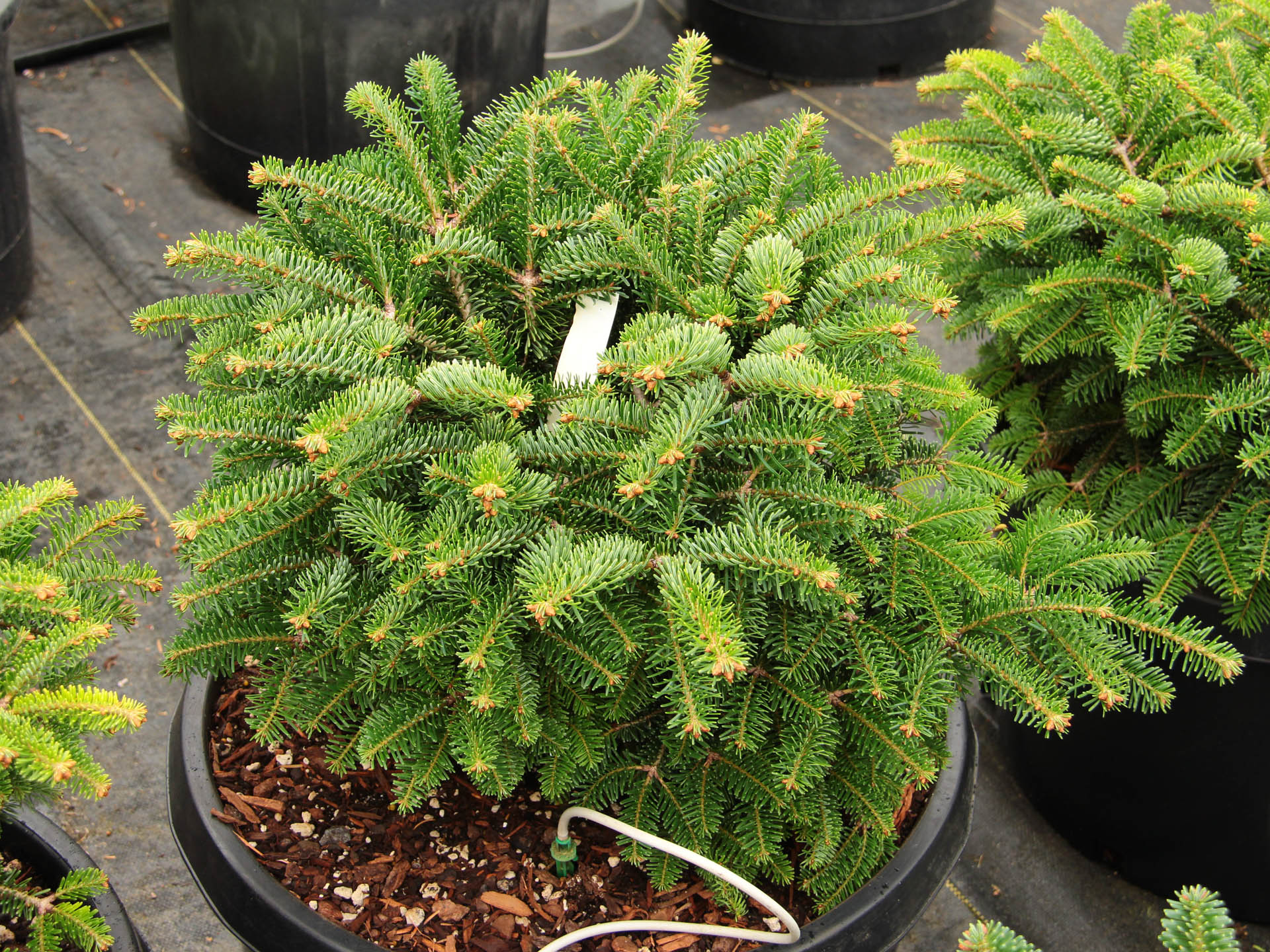 Abies nordmanniana 